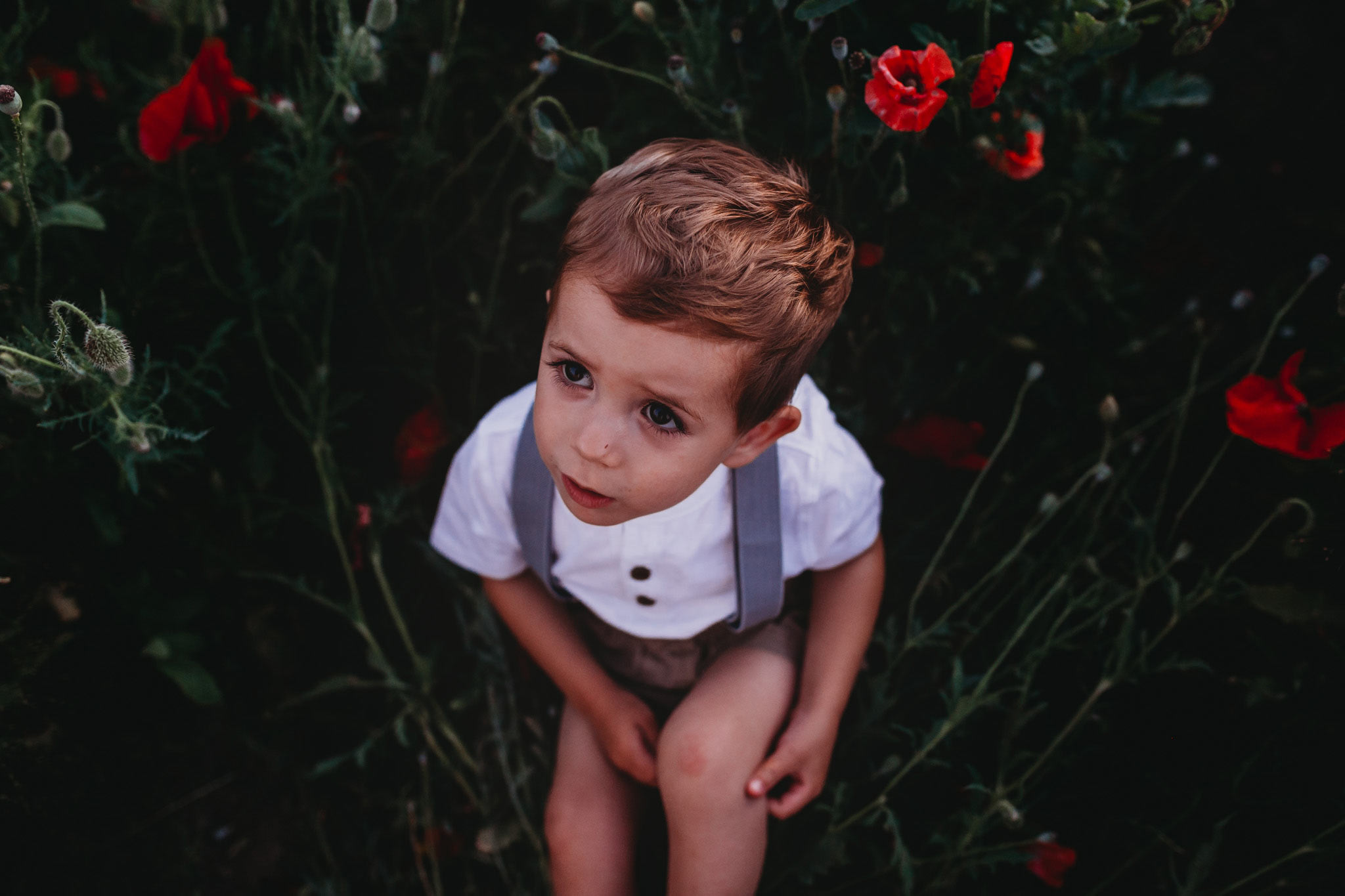 Toddler boy sitting in poppy field