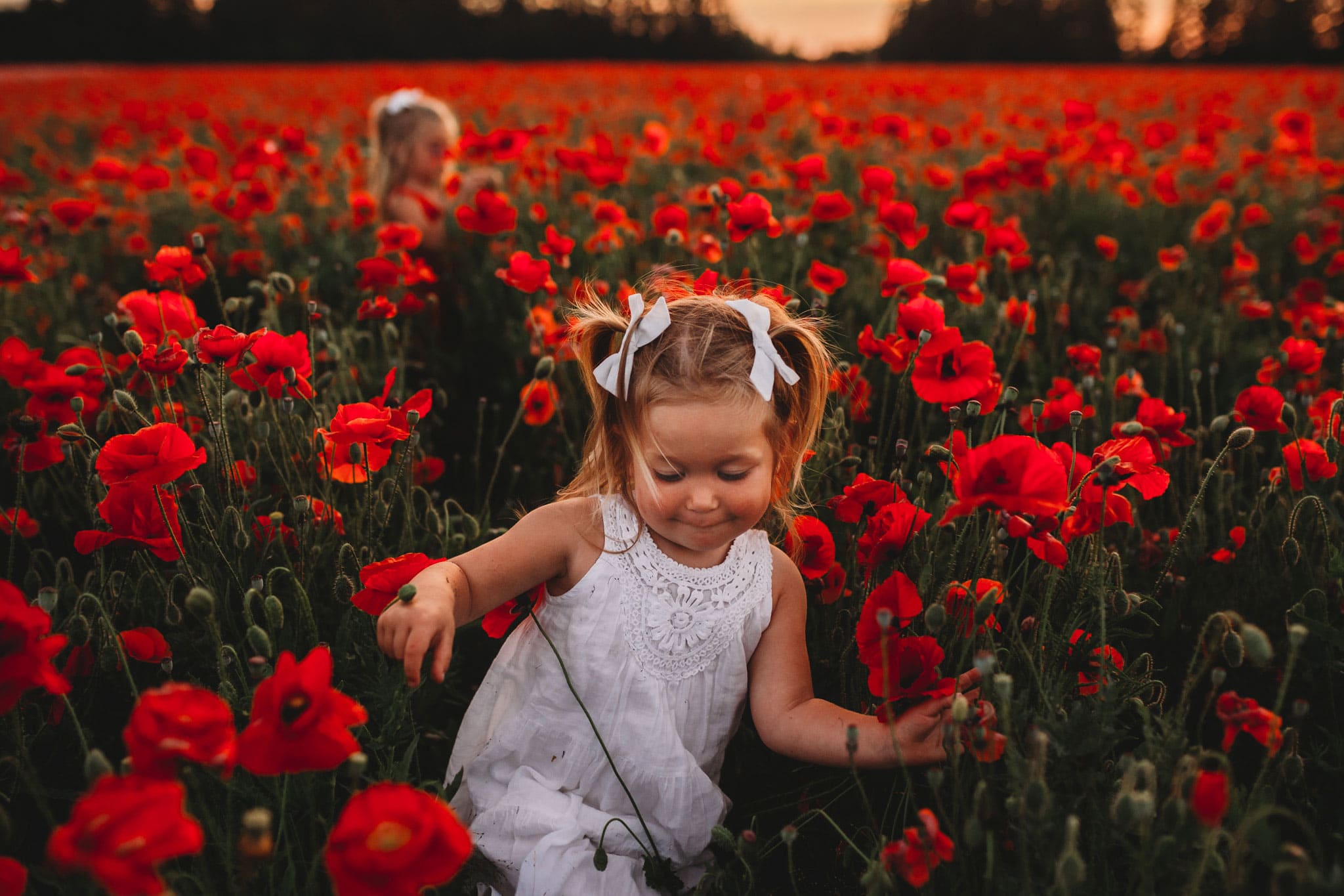 Toddler walking through Oregon Poppy Fields