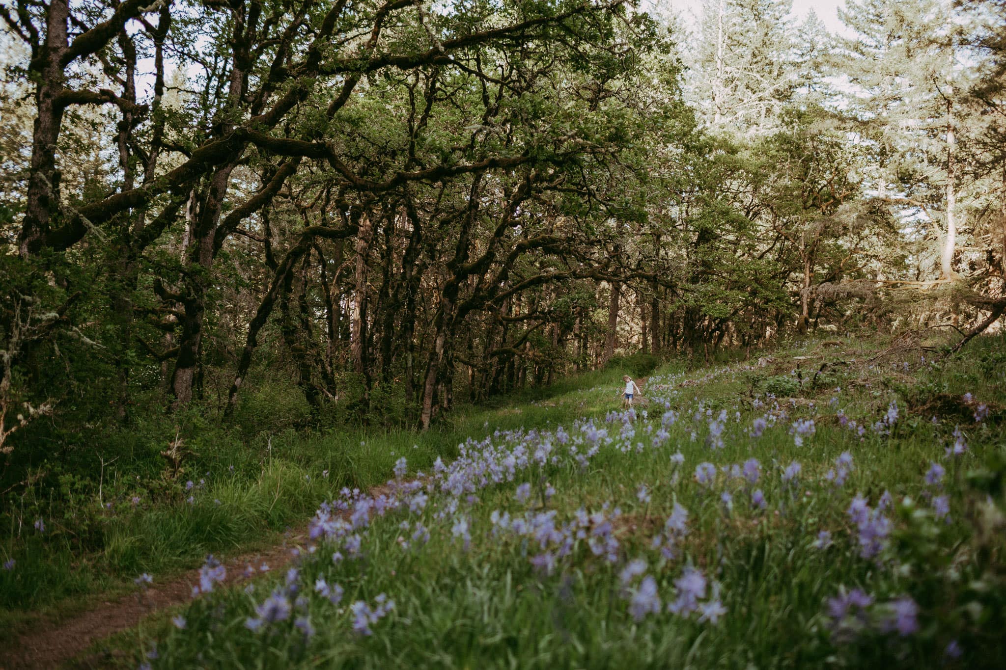 Camas Lily Fields cerca de portland oregon / Flores de primavera