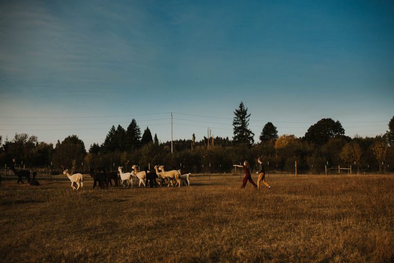 Adorable Portland Alpaca Farm Photo Sessions