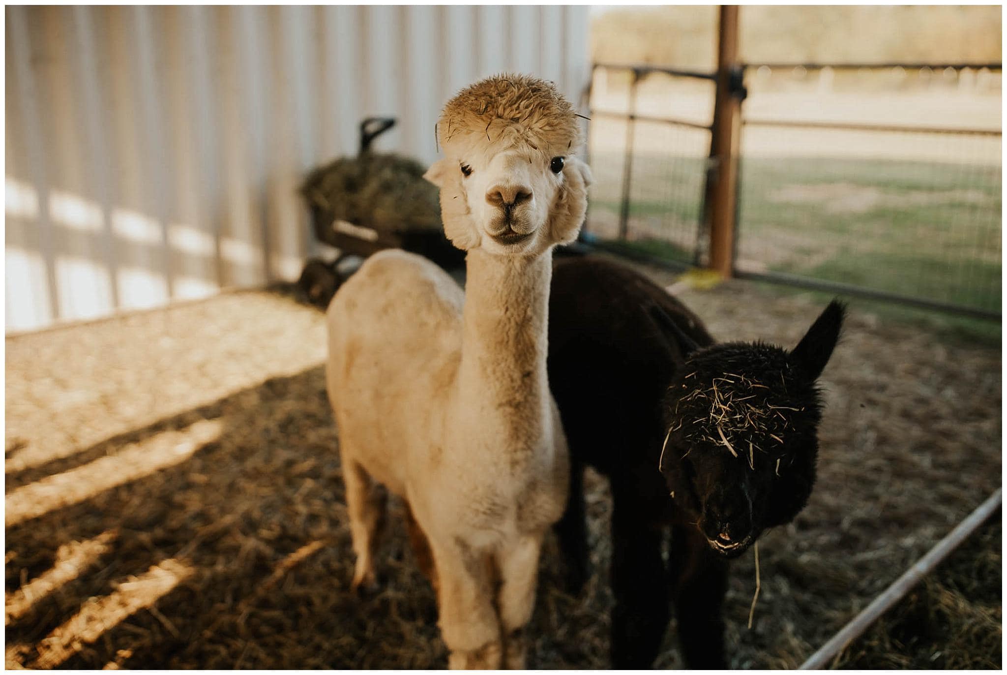 white and black alpaca in their pen on the farm
