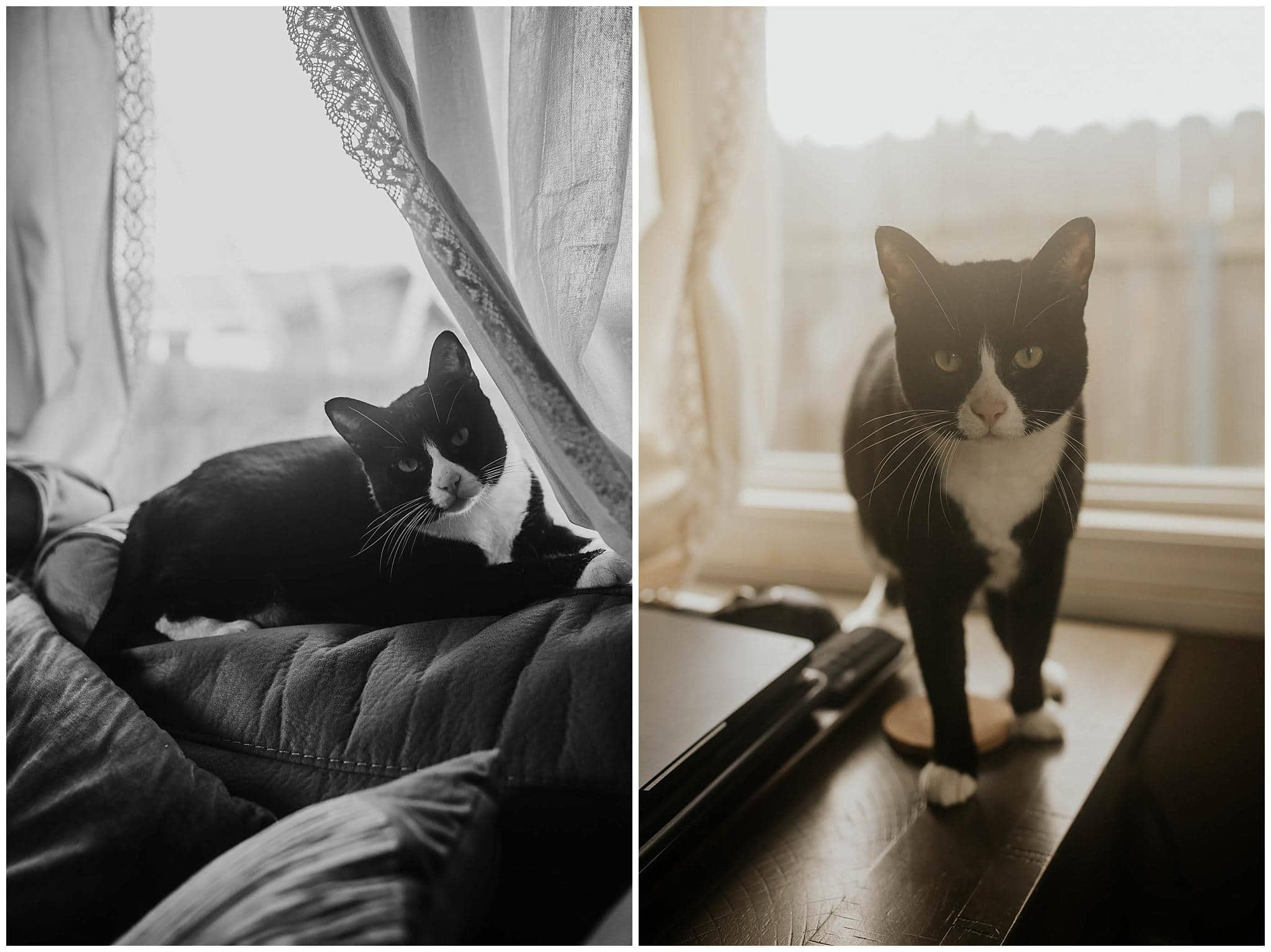Tuxedo cat sitting near window - Cinebloom lens filter