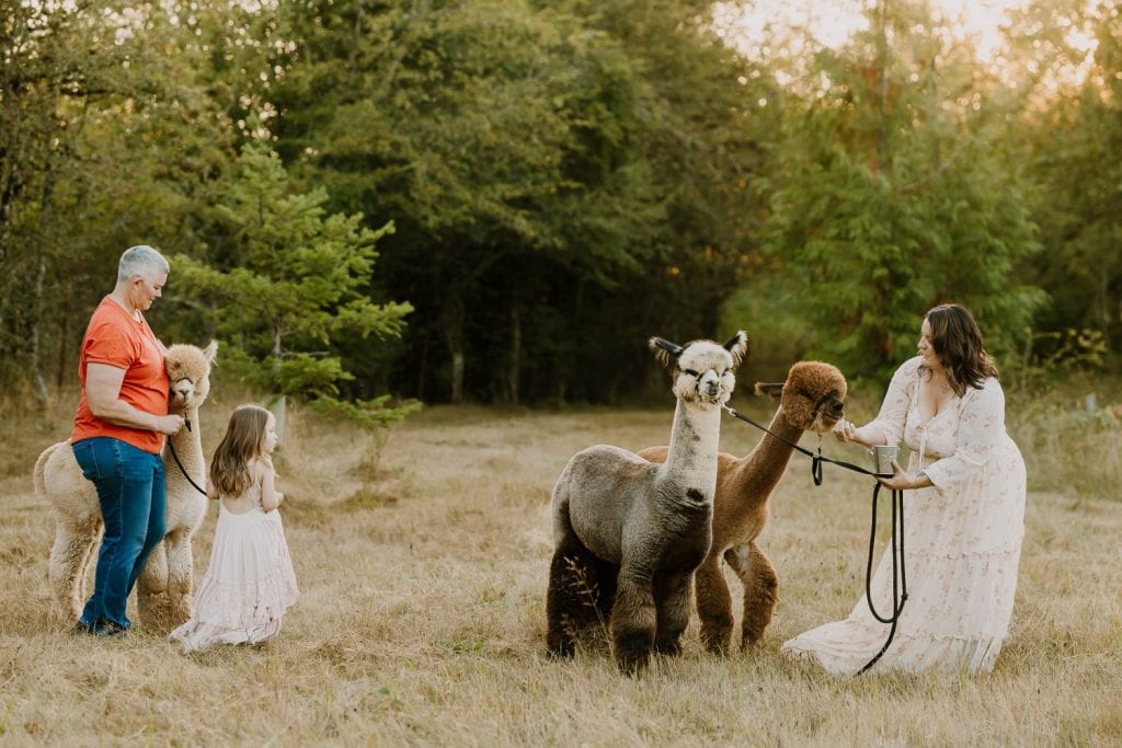 Family of three holding onto the reigns of three alpacas during family photos