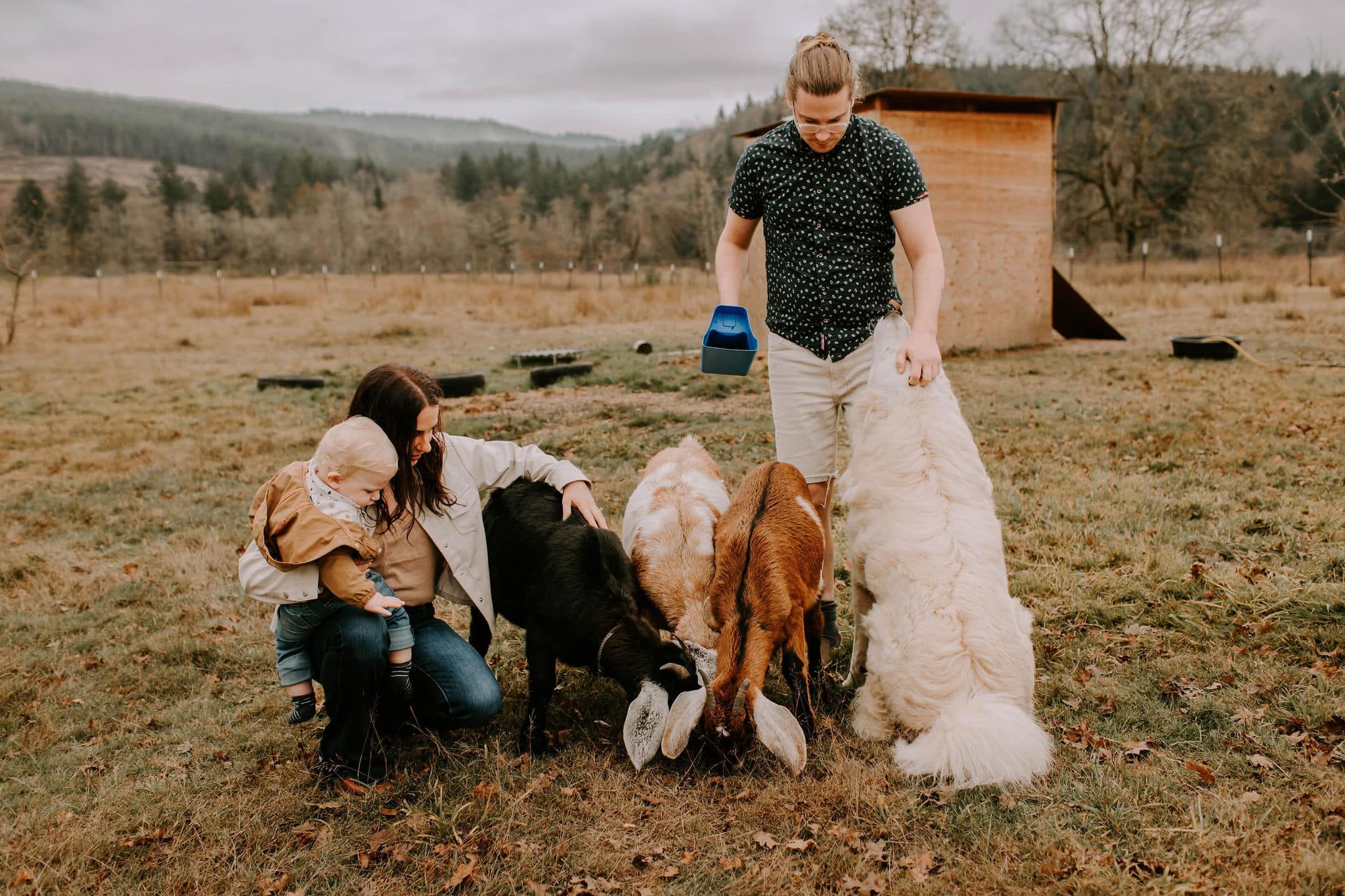 Mom, dad, and toddler feeding goats on their property in Vancouver Washington