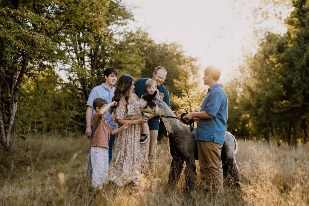 Large family with four boys feeding alpacas during family photos